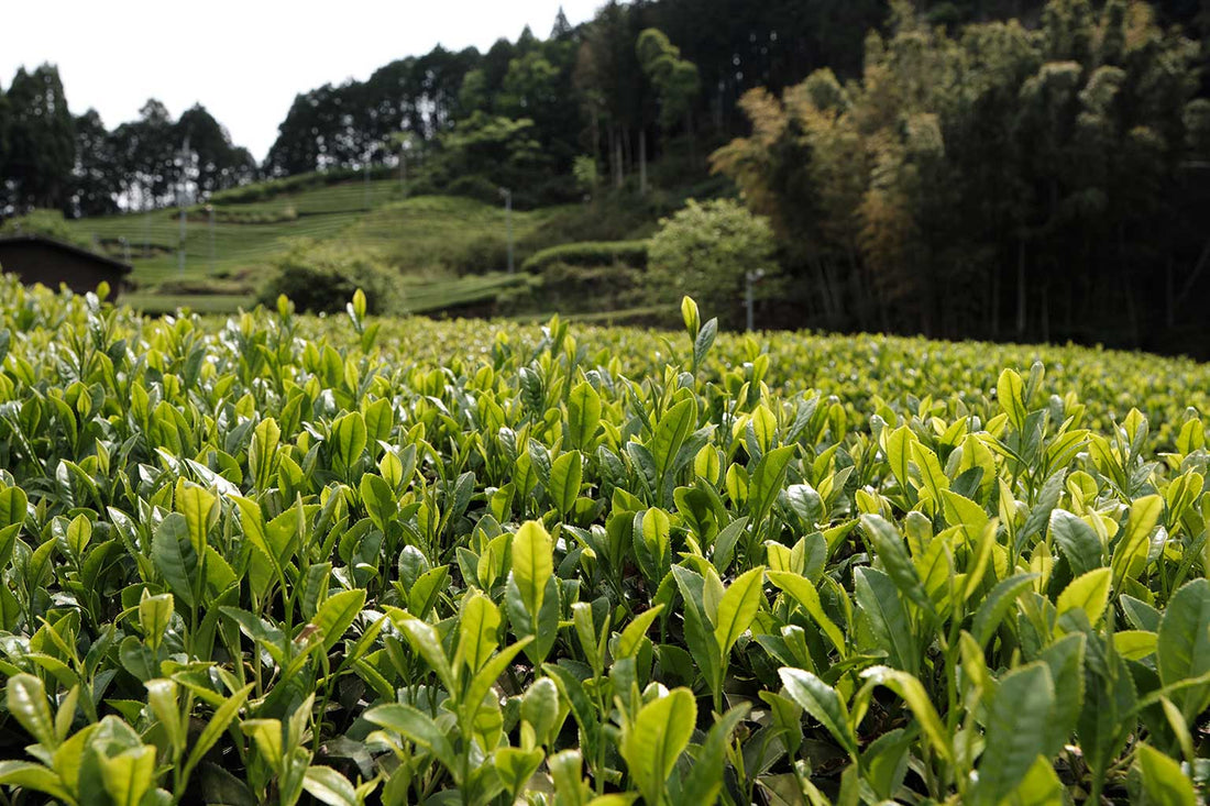 Where Does Matcha Come From?